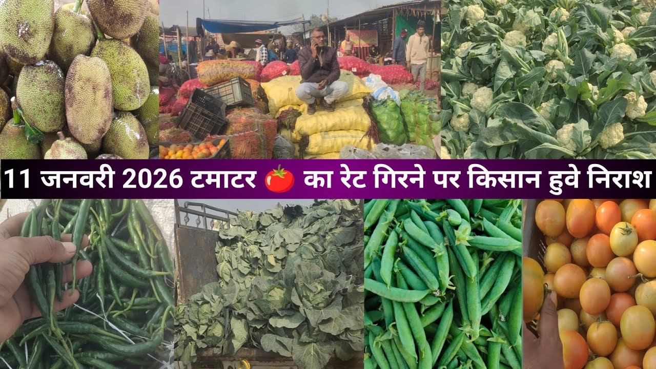 11 जनवरी 2026 दिन रविवार किसानों का मनोवल टूटता गया टमाटर 🍅🍅 का रेट गिरने पर किसान हवे निराश 