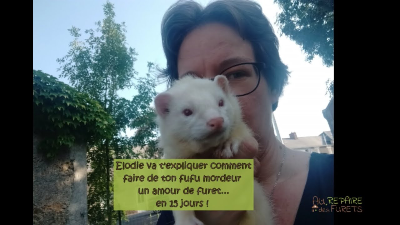 FURET MORDEUR : méthode douce et positive pour transformer votre mordeur en 15 jours