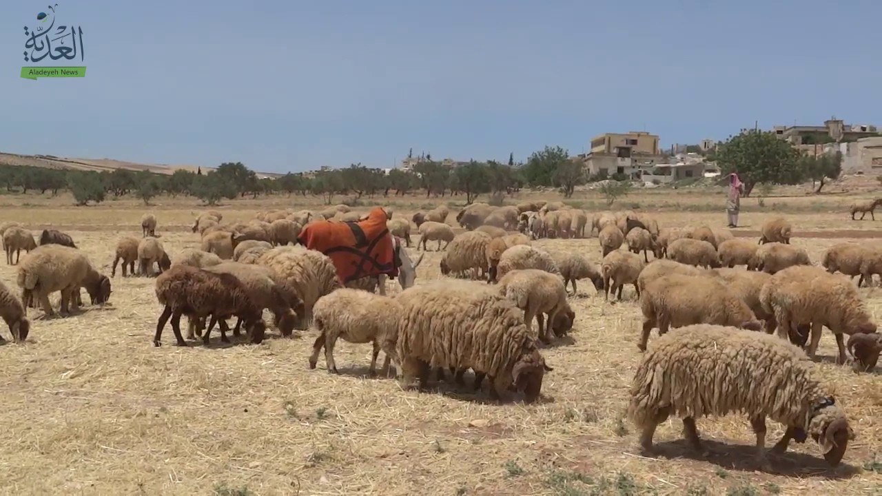 معاناة بدو سورية بين بادية تتقلص وخطورة الرعي قرب الأرياف