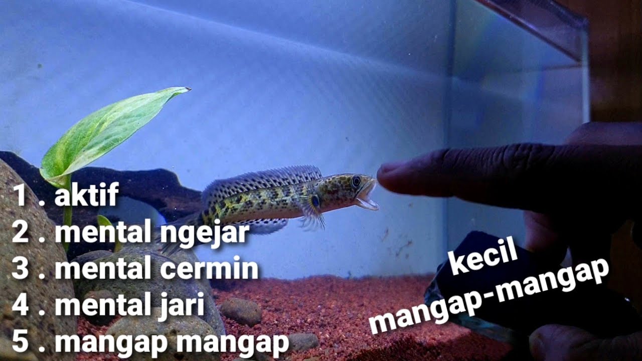 cara melatih mental channa auranti mangap mangap anti mager dari 0 sampai mental tangan