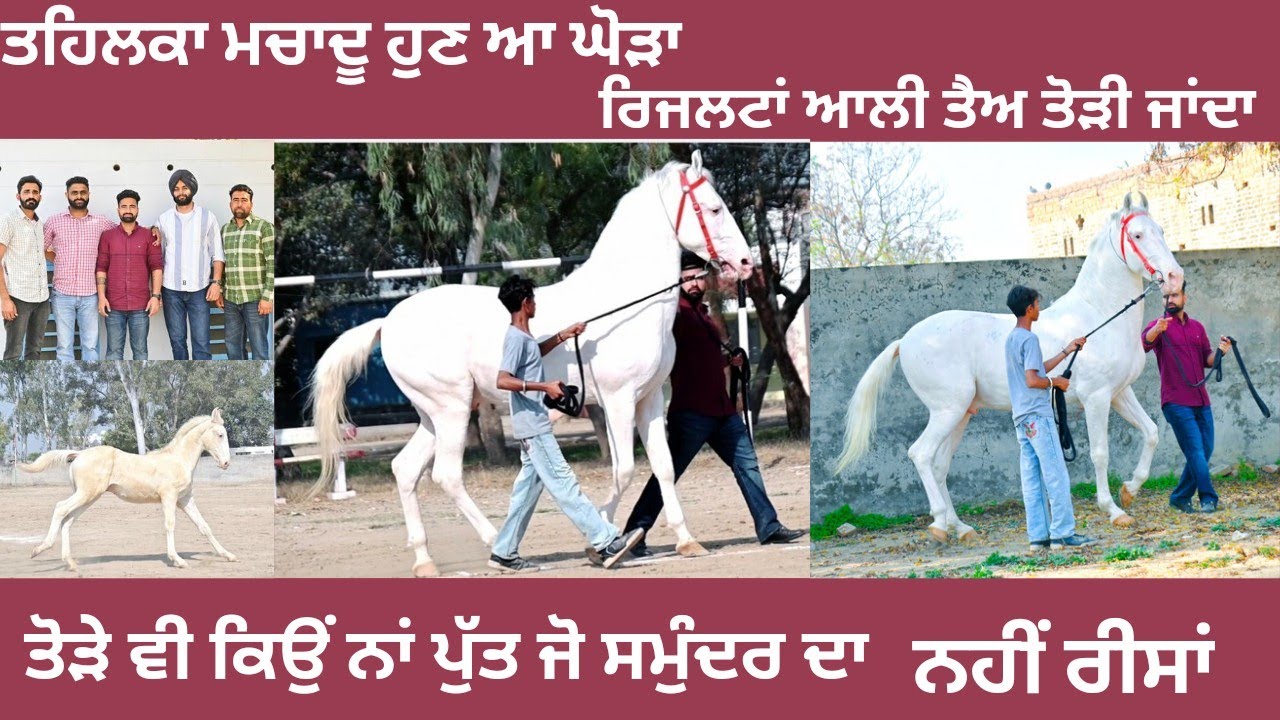 ਤਹਿਲਕਾ ਮਚਾਦੂ ਹੁਣ ਆ ਘੋੜਾ,ਰਿਜਲਟਾਂ ਆਲੀ ਤੈਅ ਤੋੜੀ ਜਾਂਦਾ,ਤੋੜੇ ਵੀ ਕਿਉਂ ਨਾਂ ਪੁੱਤ ਜੋ ਸਮੁੰਦਰ ਦਾ,ਨਹੀਂ ਰੀਸਾਂ
