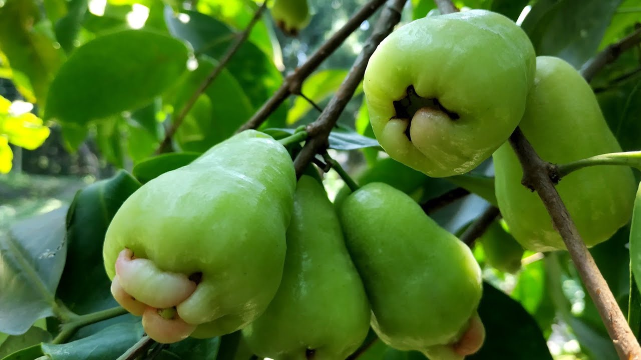 Asian Java Apple (Water Apple / Wax Apple / Rose Apple) Tree & Fruit Cutting | Tree Review