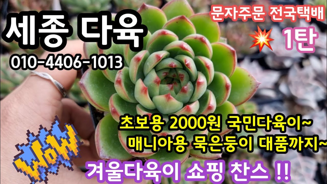#세종 다육 (010-4406-1013)1탄 🌺착한가격 2000원 부터 군생 묵은둥이 대품까지~💥특가 득템 하세요