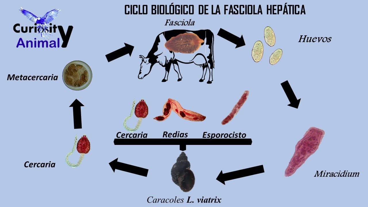 Ciclo de biológico de la Fasciola Hepática