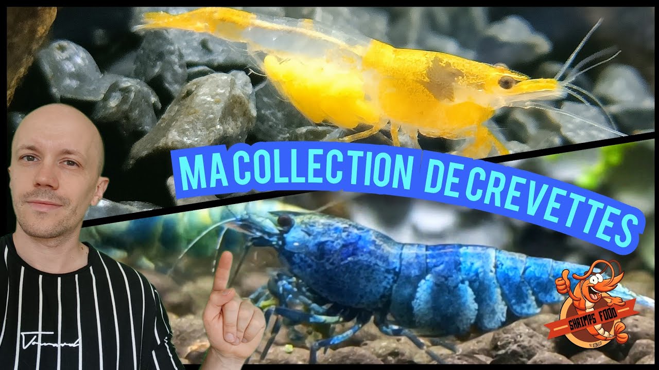 Ma collection de crevettes d'aquarium et reproductions