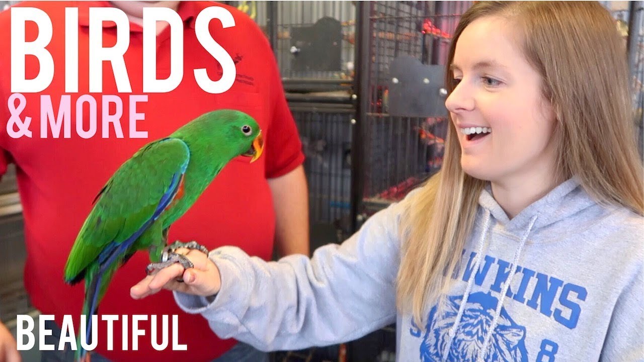 My Favorite Pet Store Tour & Holding Birds