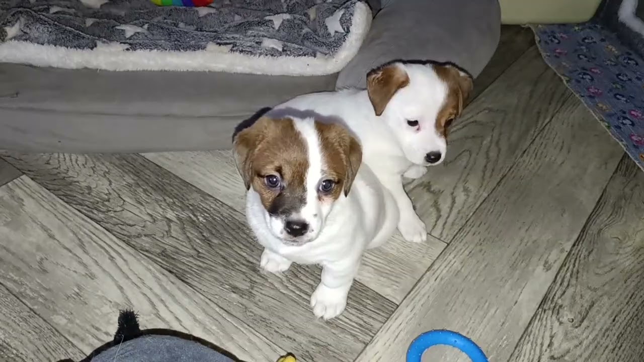 Мимишки❤️❤️❤️