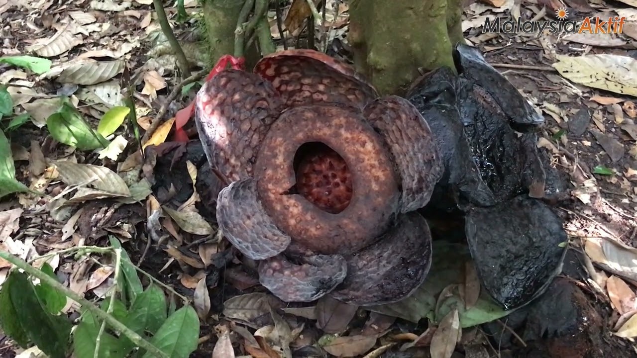 BUNGA RAFFLESIA RAUB, PAHANG