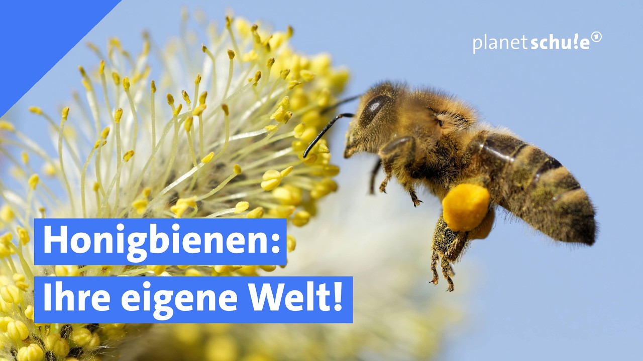 Honigbiene in 3D und 360-Grad-Panorama | Planet Schule