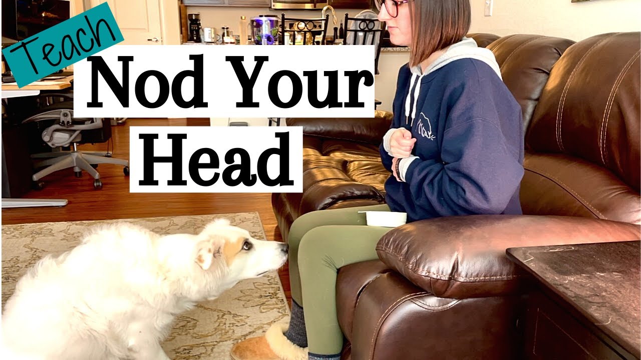 Teach Your Dog to Nod Their Head