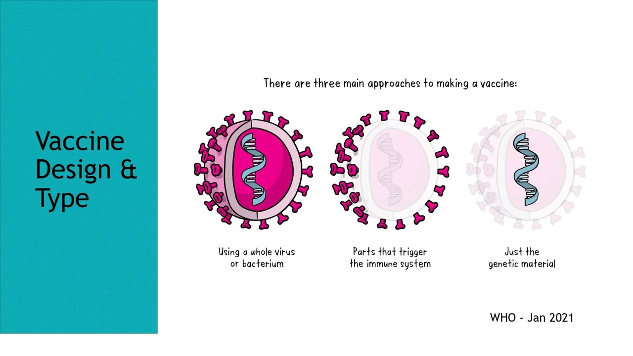 Vaccine immunology