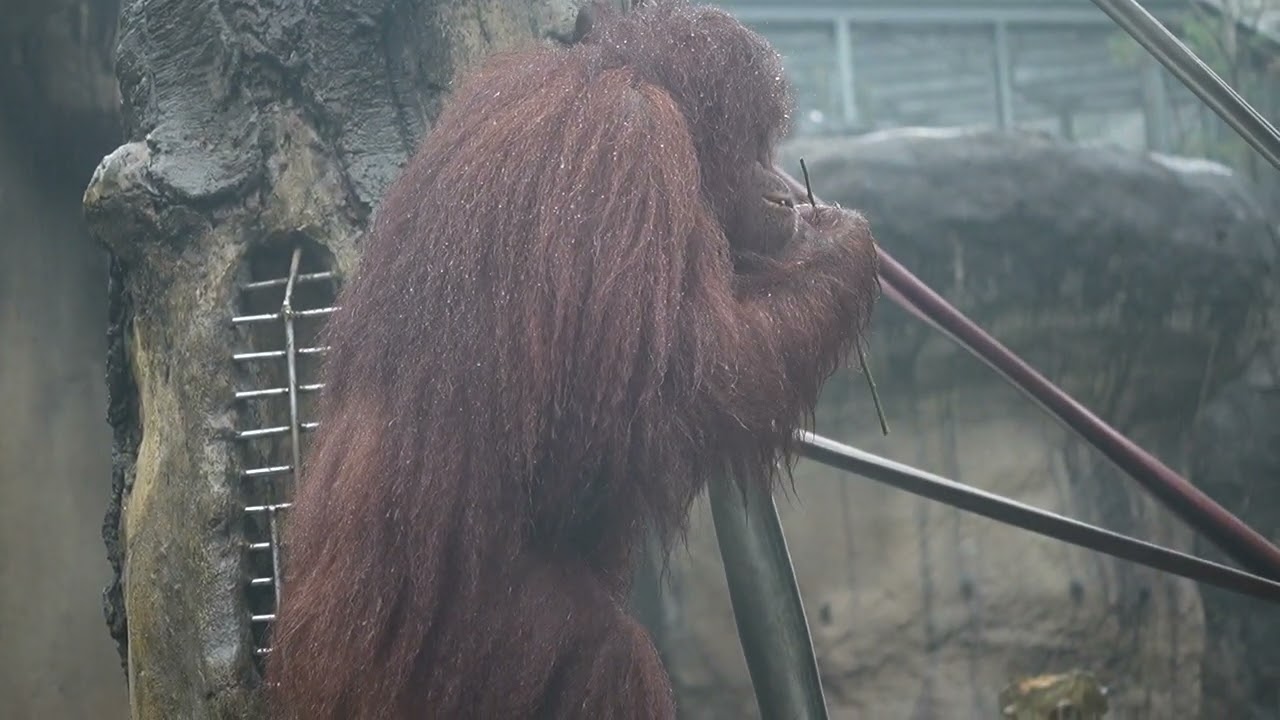 20260106這是我是王的意思?紅毛猩猩#台北市立動物園#老大#宣示主權