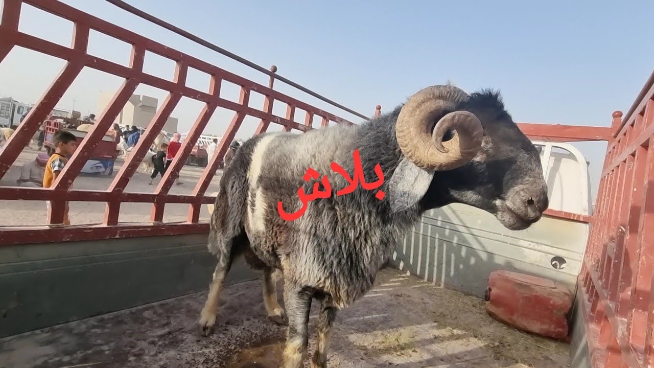 سوق مواشي الرمادي محافظة الانبار يوم الأحد 2022/814