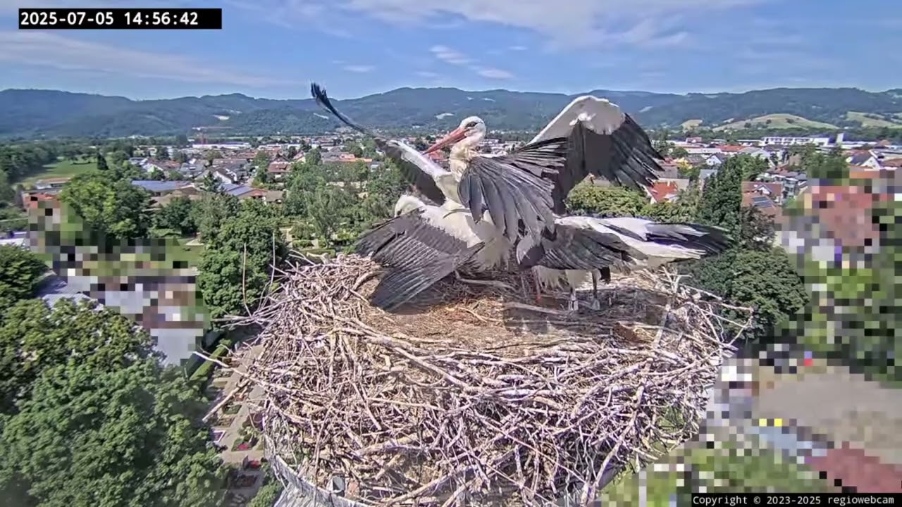 Erster Ausflug des dritten Jungstorchs und Bruchlandung - Storchennest Kirchzarten 5. Juli 2025