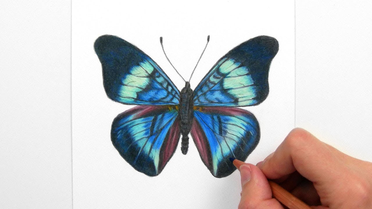 Drawing, Coloring a blue/green Butterfly with colored pencils