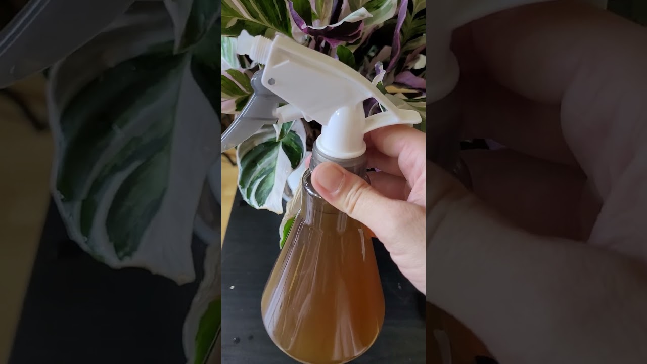 Calathea white fusion entretien et engrais foliaire