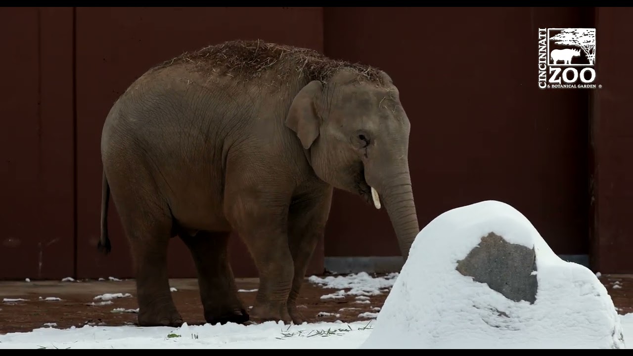 Young Dublin Elephants 1st Snow  - Cincinnati Zoo