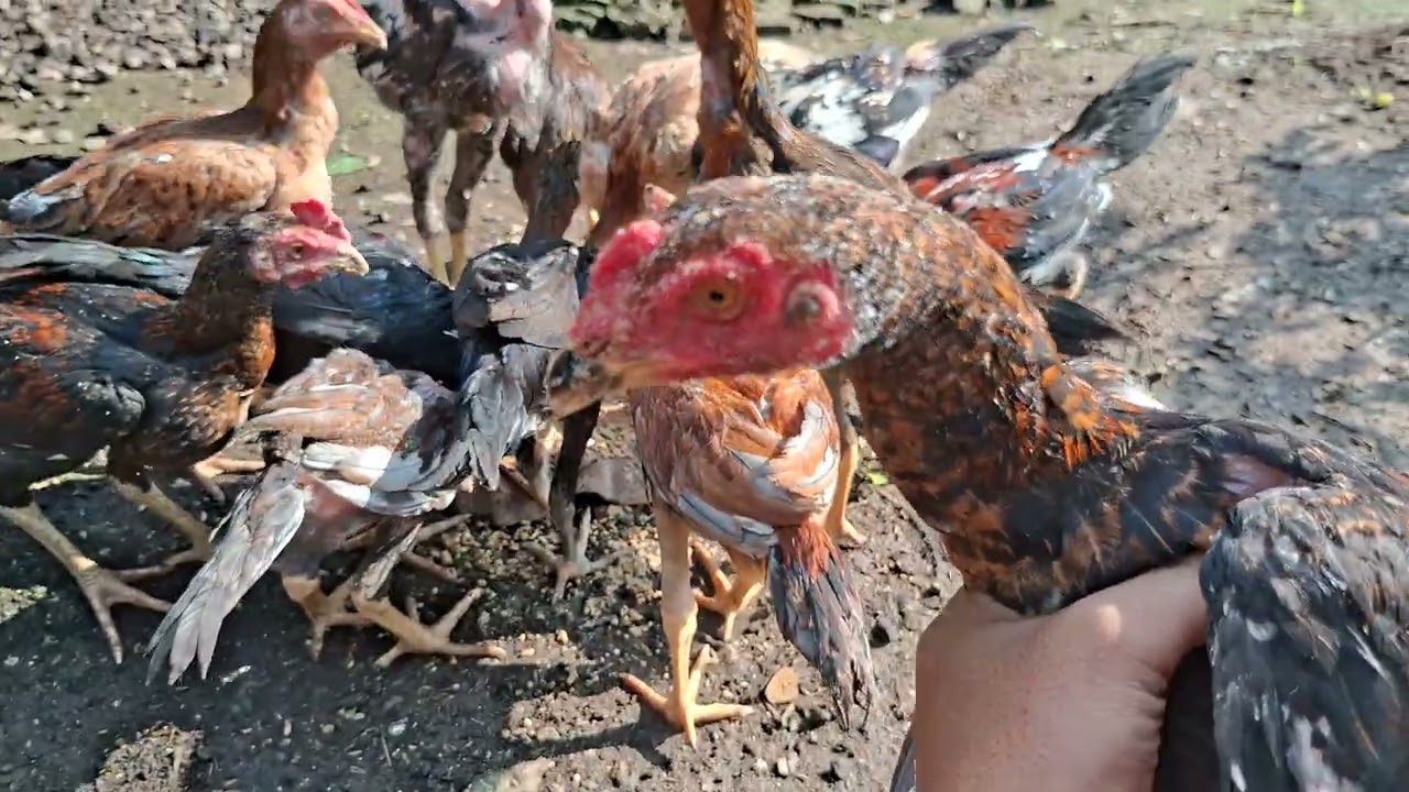 BETERNAK AYAM BANGKOK || SUASANA PAGI HARI MENGHILANGKAN STRES - BOTOH MUDA 