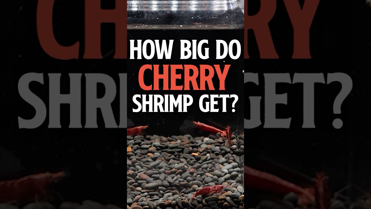 How Big Do Cherry Shrimp Get | Cherry shrimp