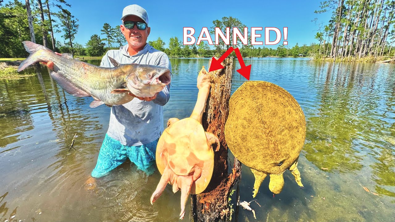 They Banned us from Harvesting Cooter Turtle but That didn’t Stop Us! Catch & Cook