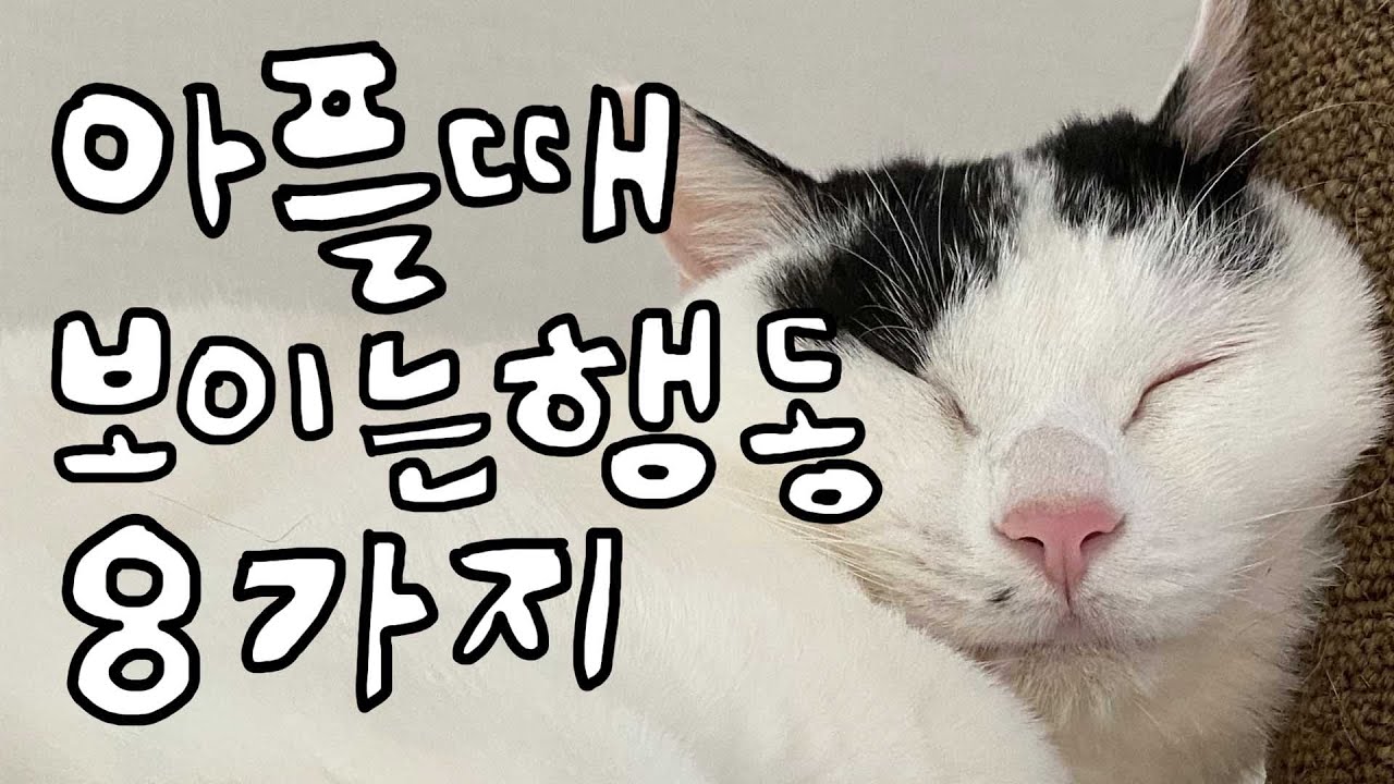 sub) XX하는 우리 고양이, 아프다는 뜻? 고양이가 아플때 보이는 행동 8가지!