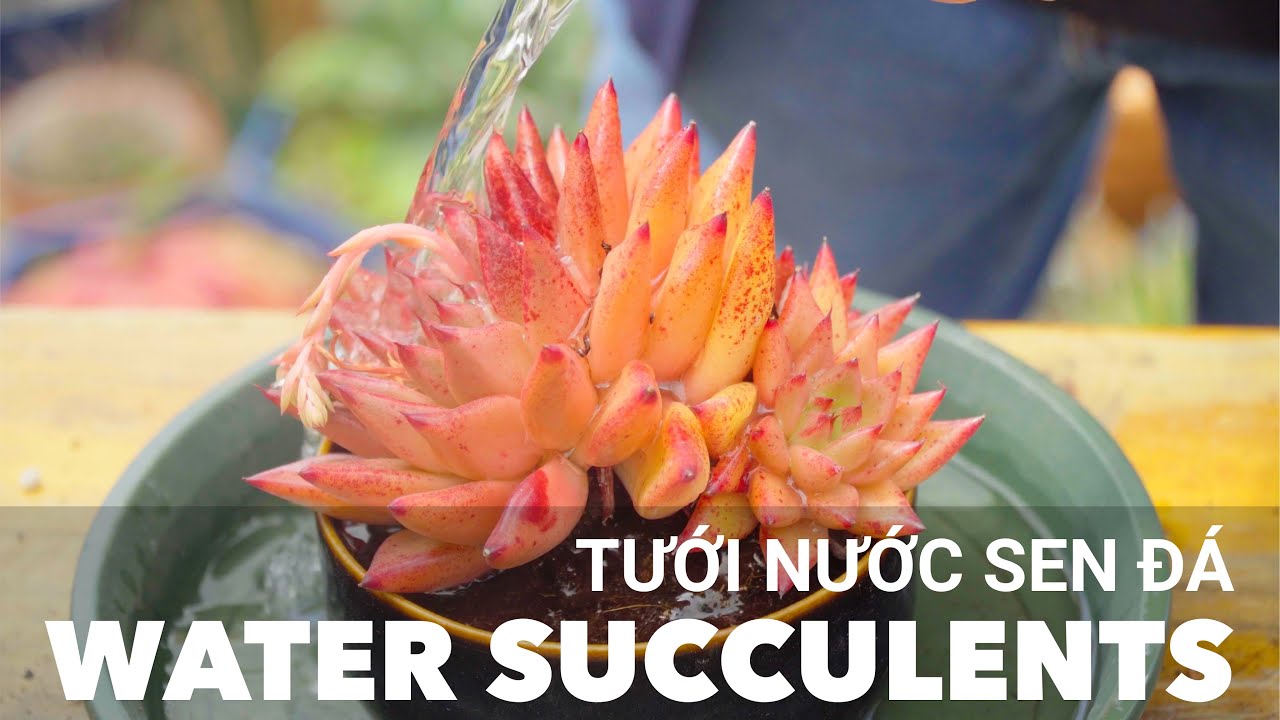 Cách tưới nước sen đá - Từ khi mới trồng đến lúc ép màu cho sen đá / Joy Garden