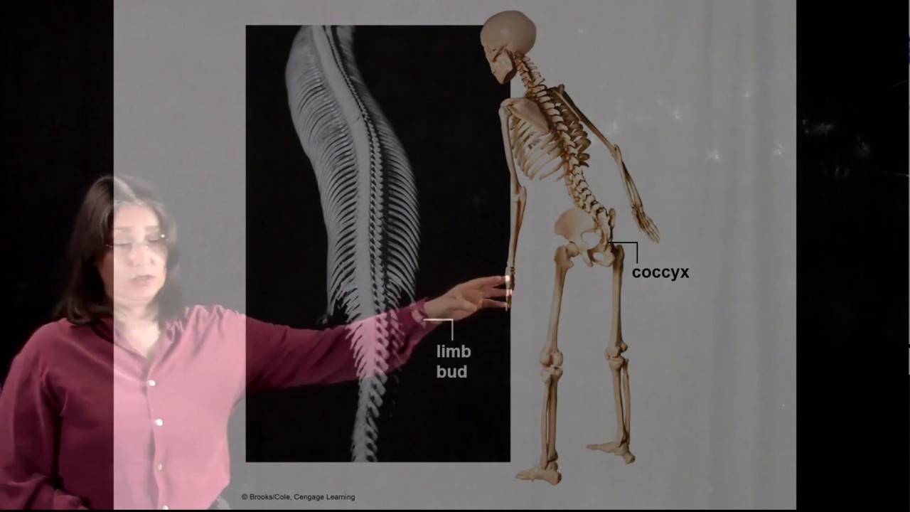 Biogeography, Comparative Anatomy & Morphology, Geology & Fossils