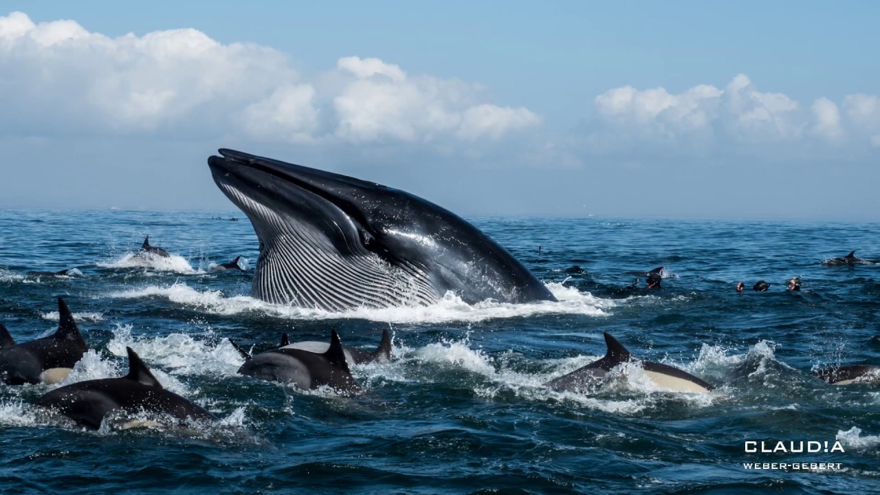 Sardine Run 2019