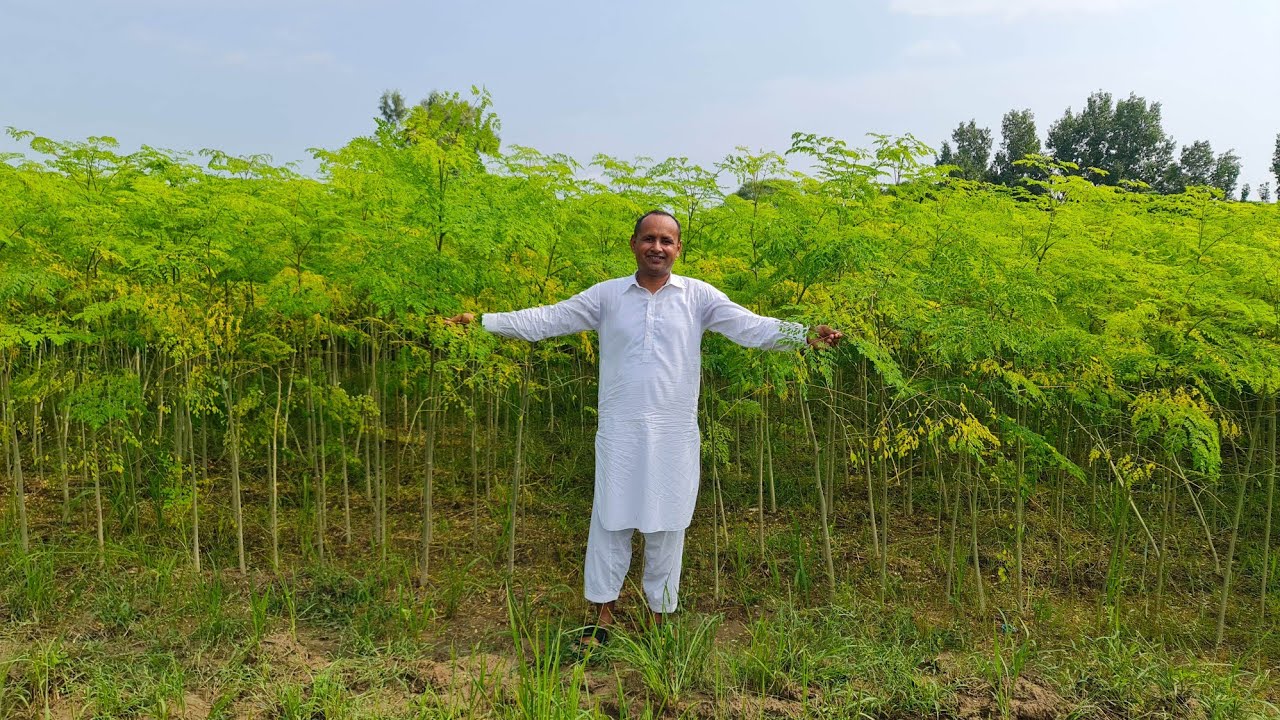Organic Moringa Farming | Moringa SUPERFOOD | Miracle Plant | Mubashir Saddique | Village Food