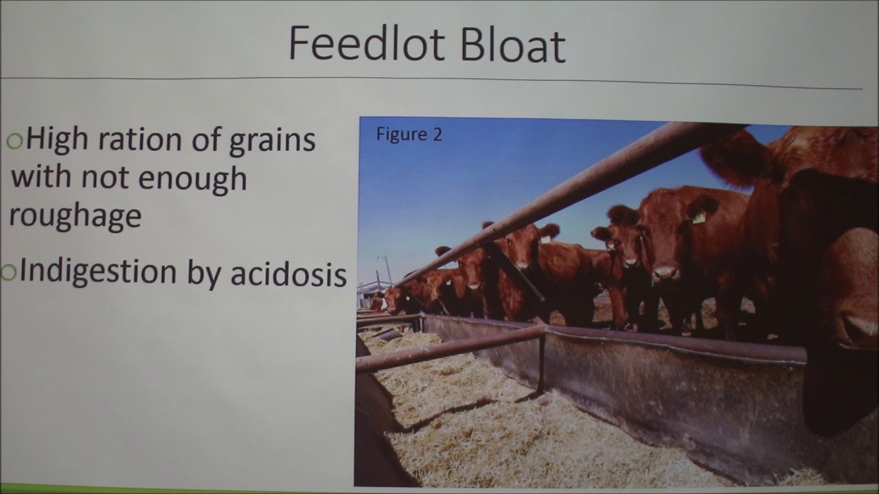 Bloat Prevention in Cattle