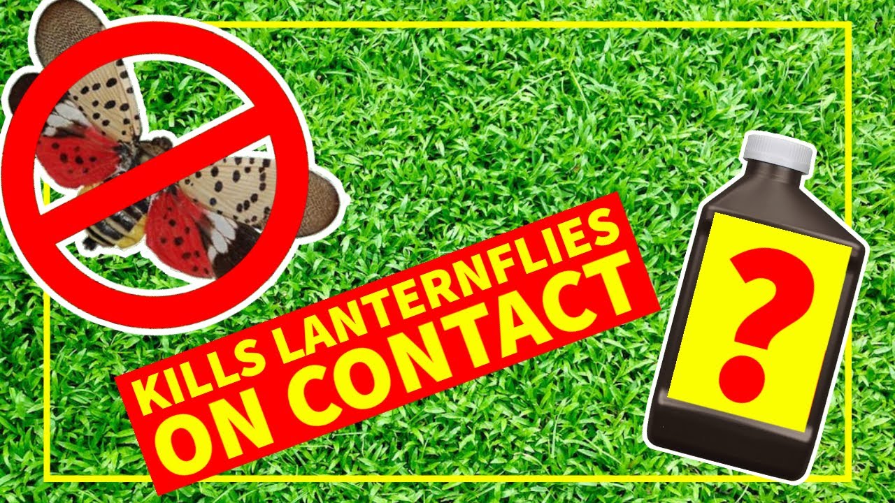 How to Get Rid Of Spotted Lanternflies