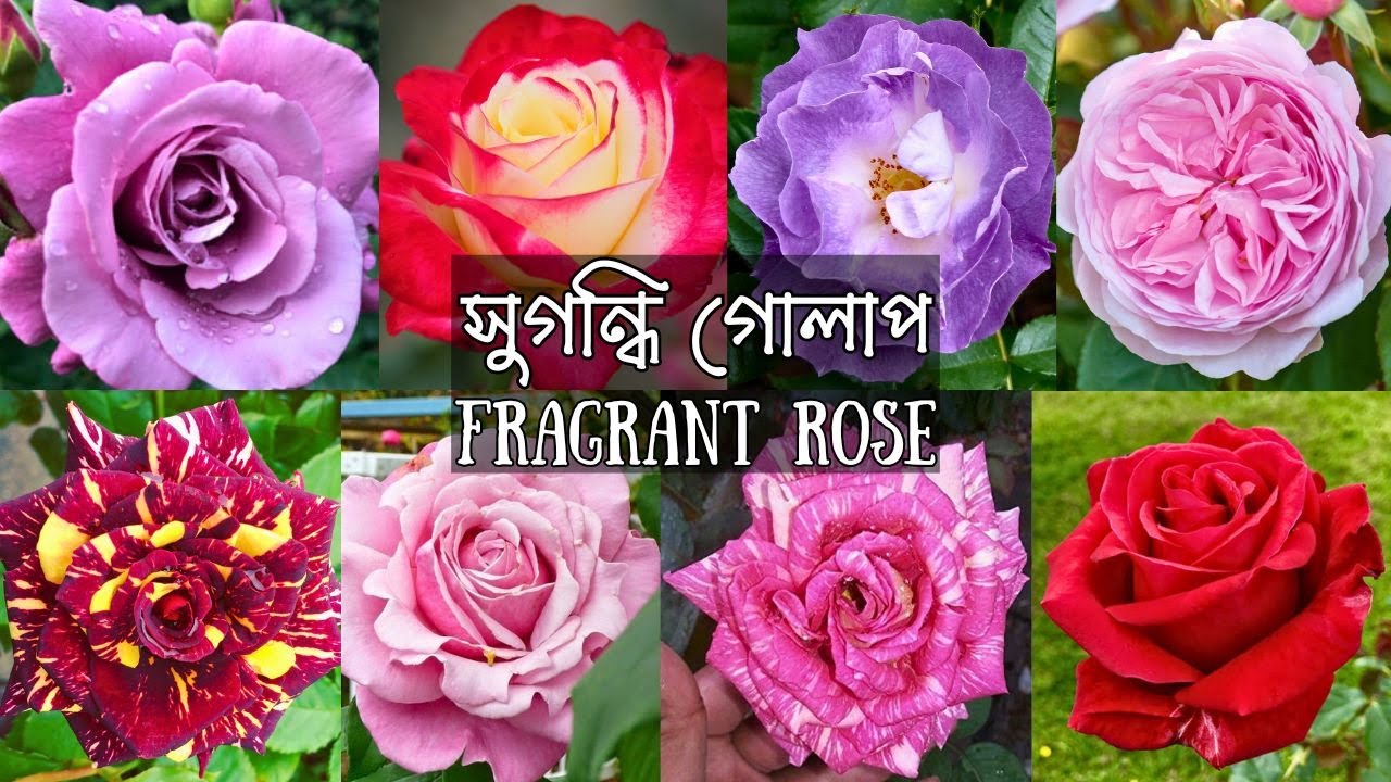 Buy 15 Varieties Of Fragrant Rose Plant | Fragrant Rose | Gardening Bangladesh