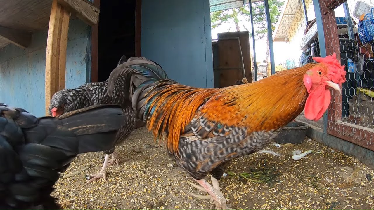 Backyard Chickens During The Rain! Rain Sounds Chicken Sounds Hens Clucking Roosters Crowing!