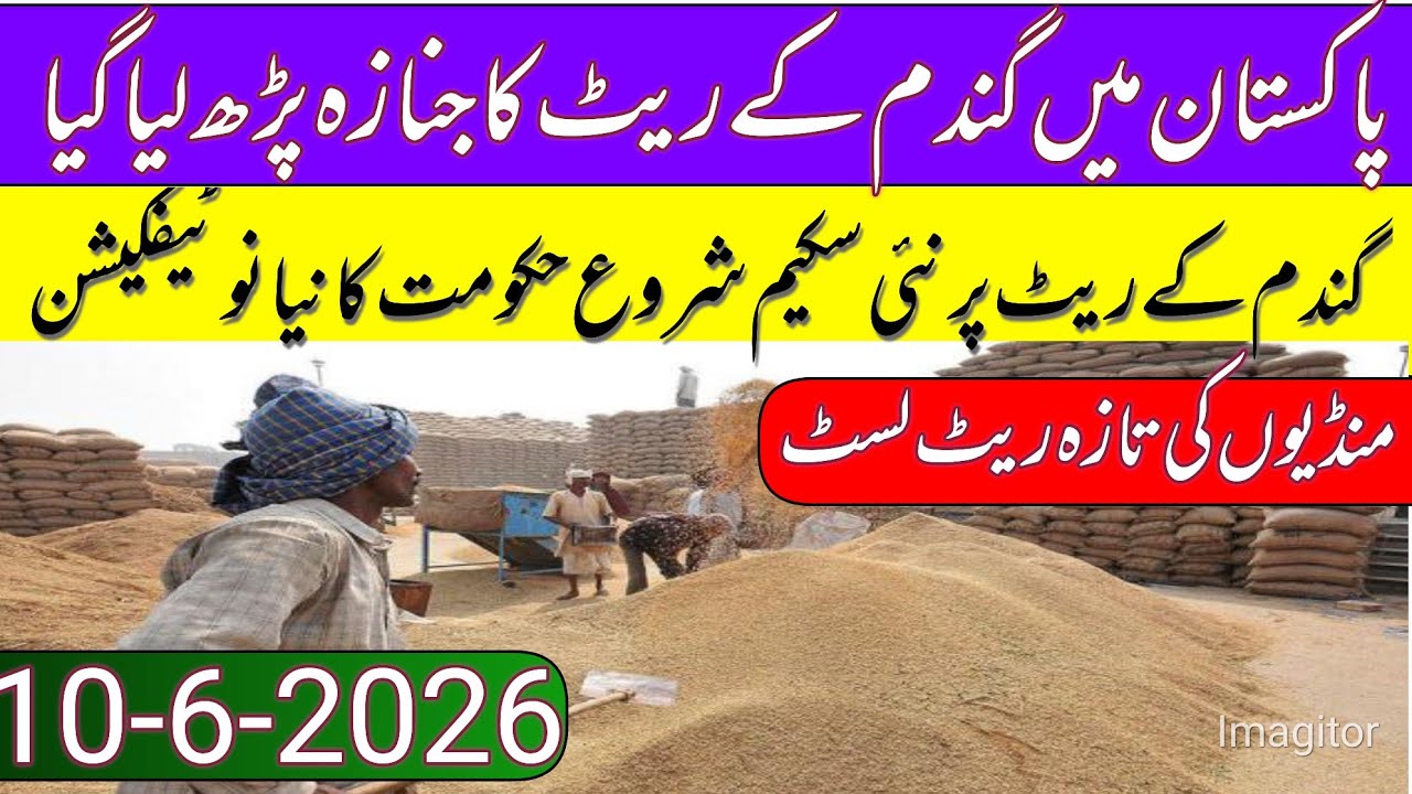 New Gandum Rates Today 2026 || New Wheat Price Today || Gundam kay RatesToday 2026