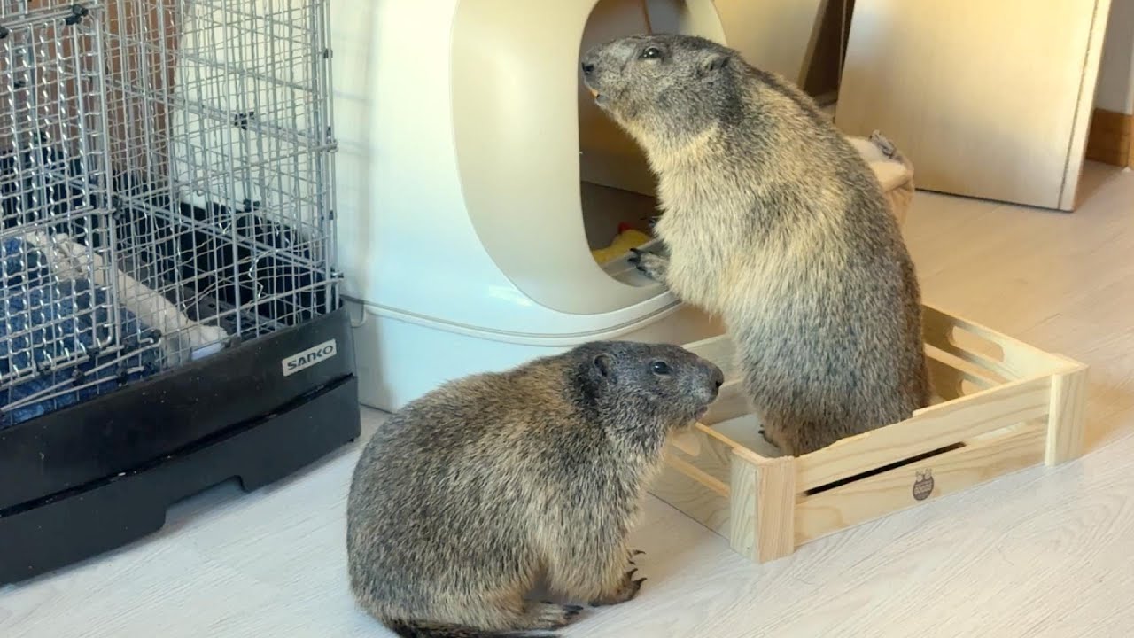 Marmots 