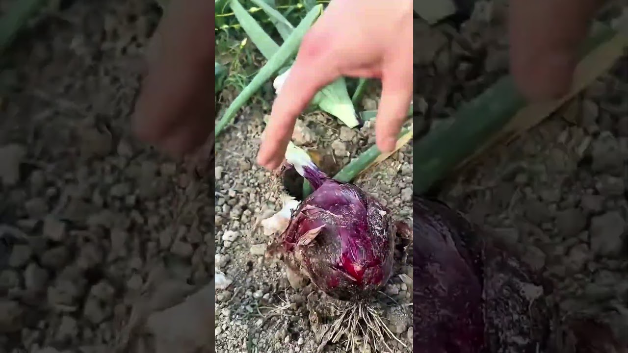 Using sharp garden shears to harvest fresh red onions