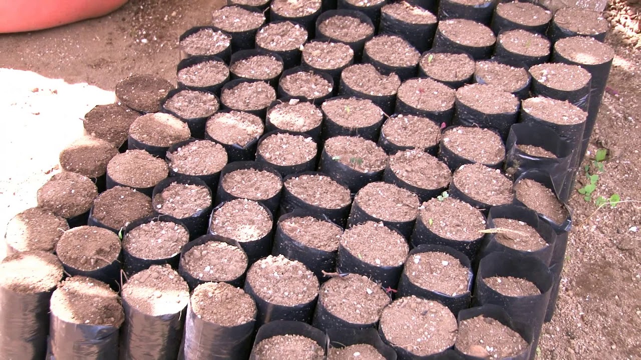 Reportaje Vivero Forestal