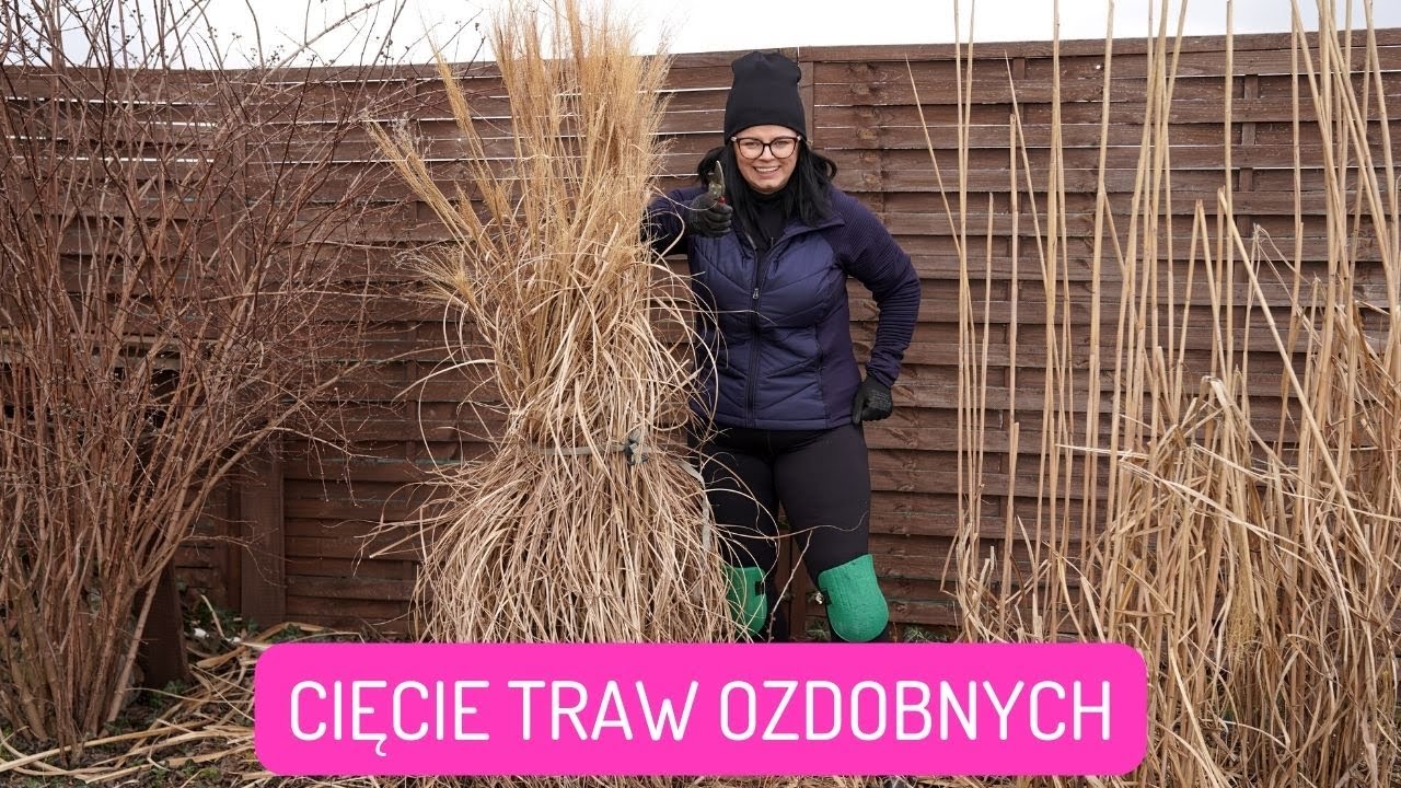 Przycinanie traw ozdobnych. Kiedy obcinać trawy ozdobne. Przycinanie wysokich traw