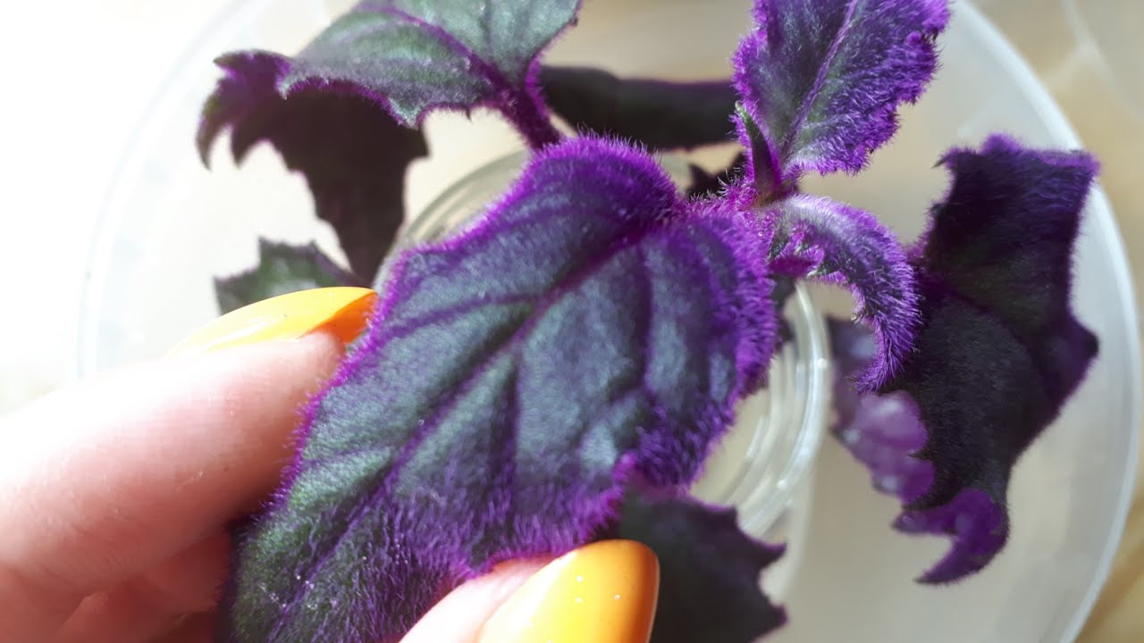 Комнатные растения. Гинура, размножение, черенкование, укоренение.