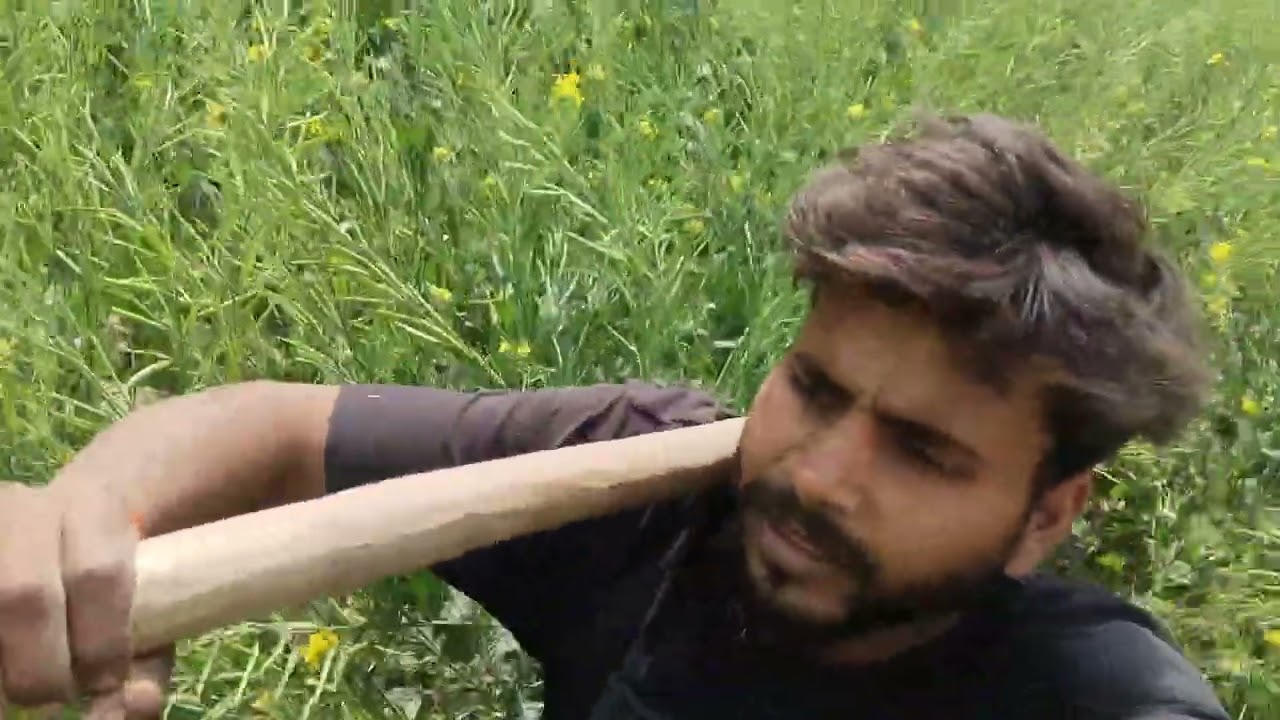 सरसों की फसल एक नंबर की ?