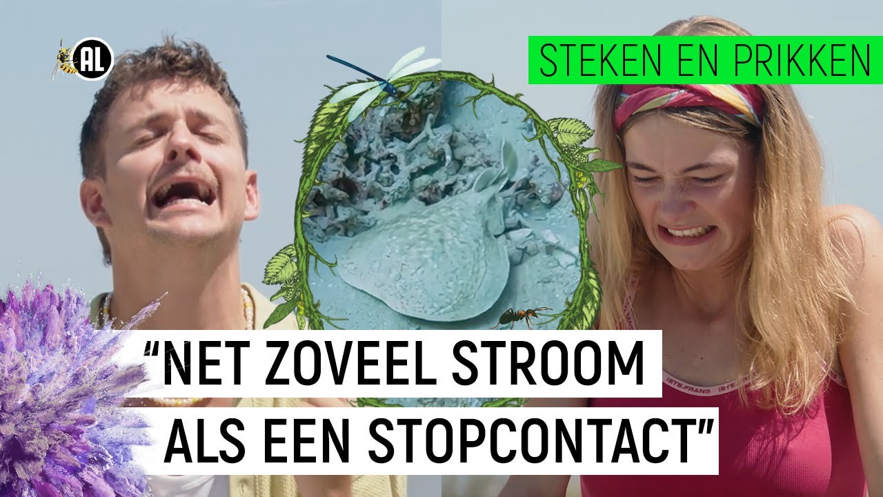 WIE KRIJGT ELEKTRISCHE SCHOK VAN EEN SIDDERROG?? | Steken en Prikken | seizoen 3 #1 | NPO Zapp