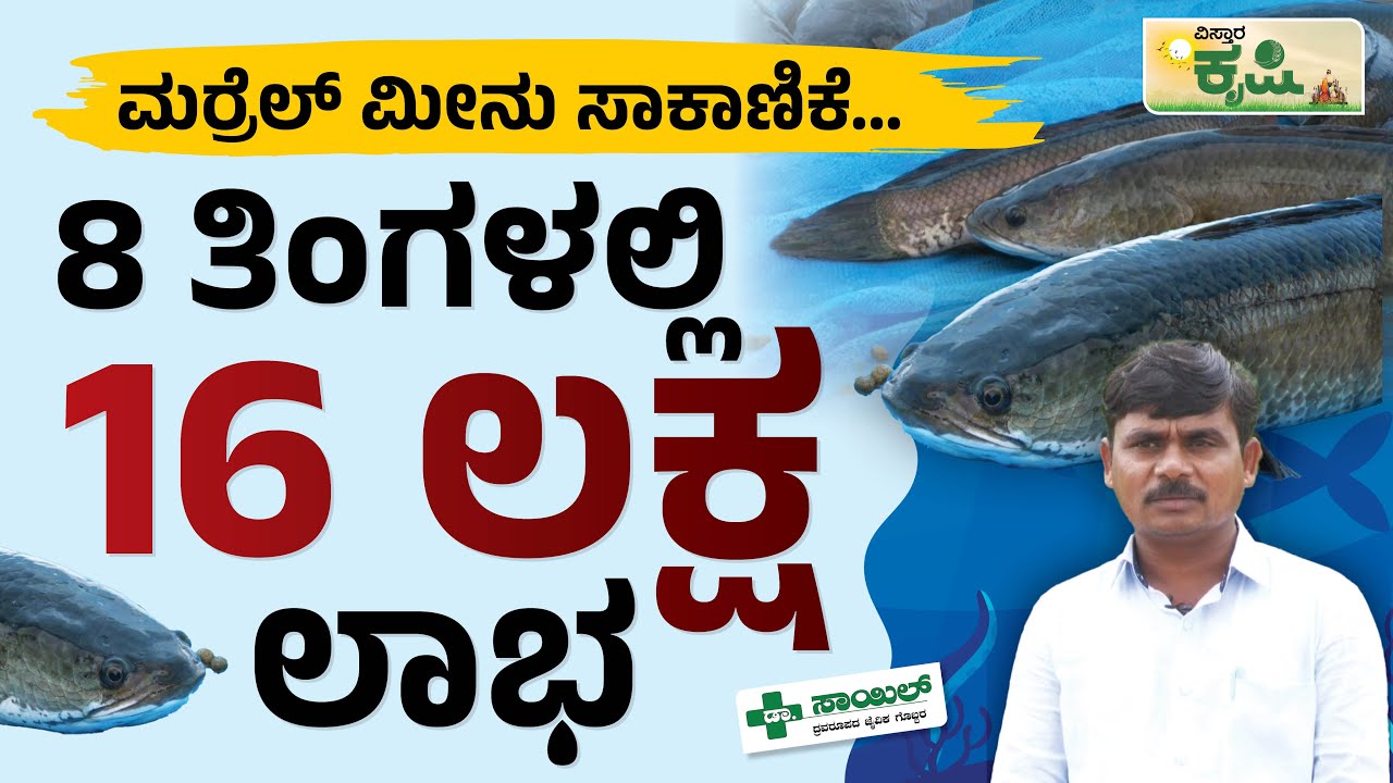 ಮರ್ರೆಲ್ ಮೀನು ಸಾಕಾಣಿಕೆ, 8 ತಿಂಗಳಲ್ಲಿ 1 ಲಕ್ಷ ಲಾಭ | Murrel Fish Cultivation In Kannada | Fish Farming