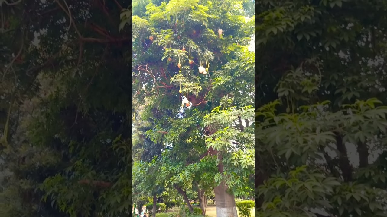 Kalpvriksha tree /To know about this tree, click the link in comments section.     #shorts