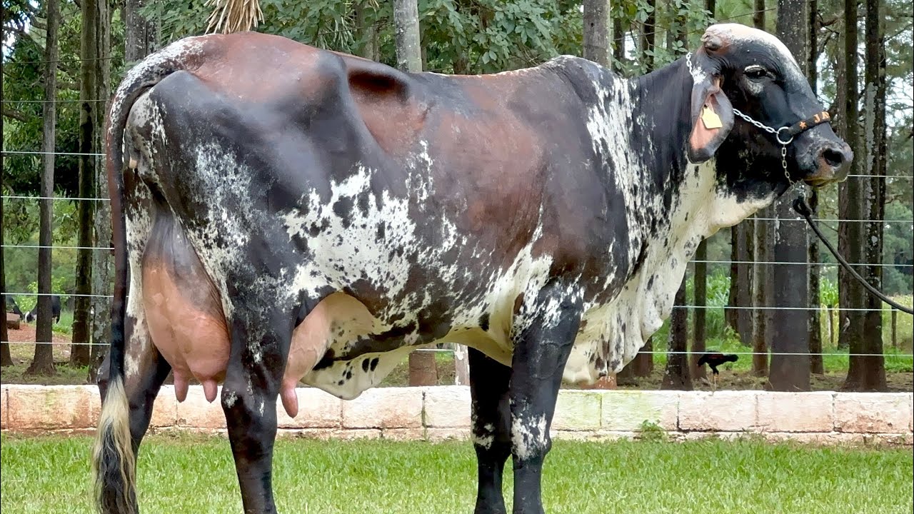 Lote 33 | 10&ordm; LEIL&Atilde;O VIRTUAL JAVA PECU&Aacute;RIA - 25/02/2023 (DOMINGO) 17H