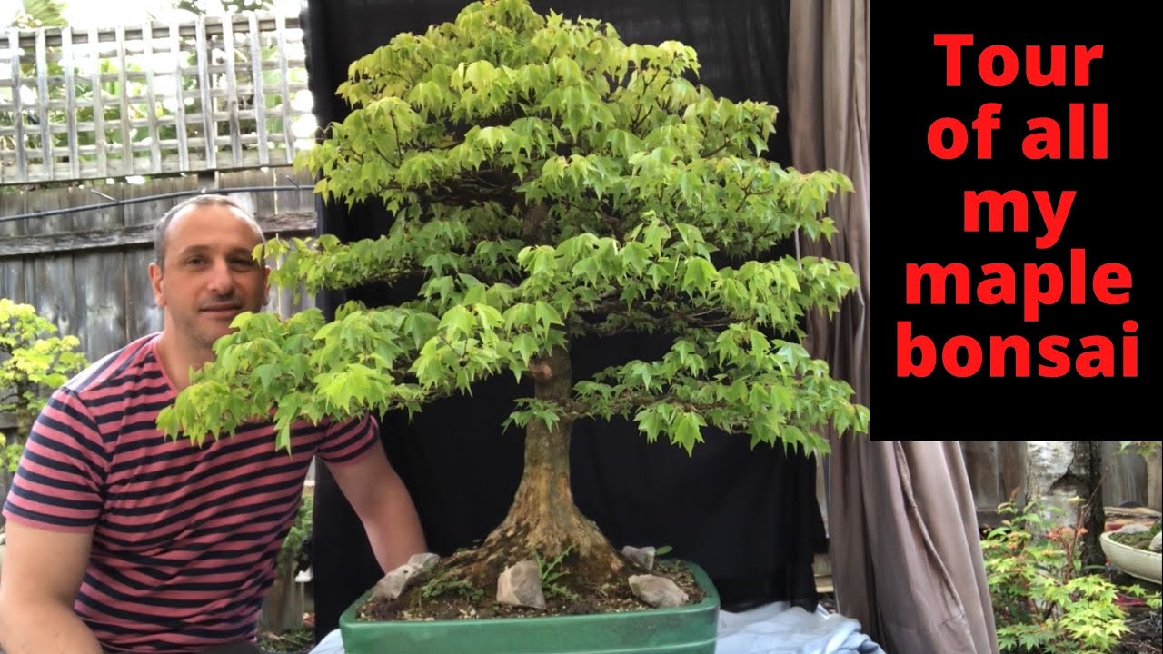 My Maple bonsai collection tour Beautiful maple bonsai from my collection
