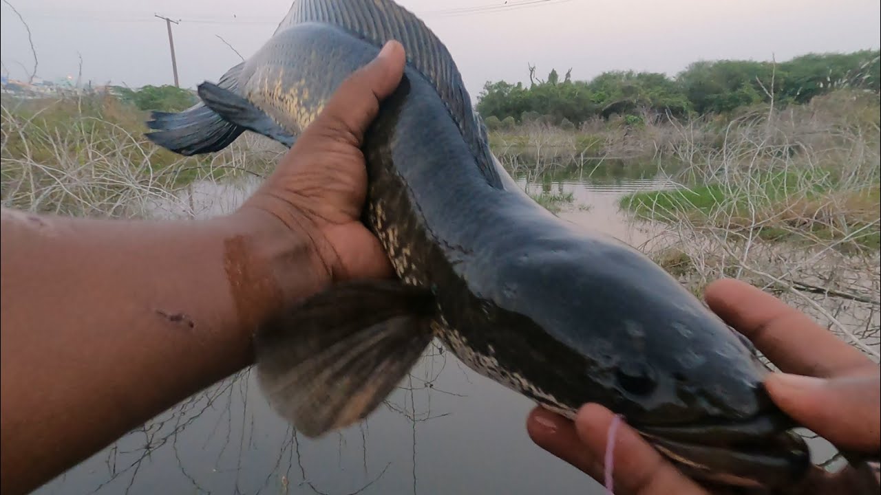 💢🔥veeral meen catch and release, மிகவும் சிரமப்பட்டு பிடித்தது 💥💥🐠🐠💢@briyanicart 