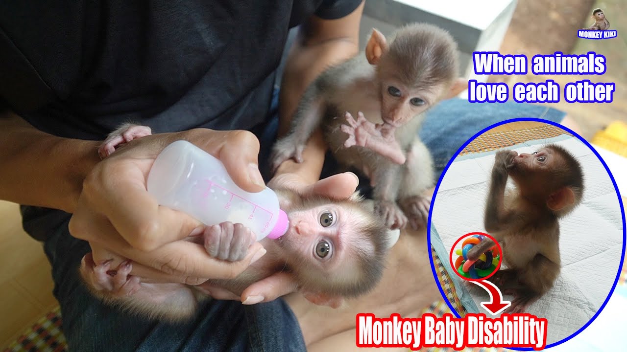 Baby monkey KiKi gives up milk to the baby monkey  with disabilities • Monkey KiKi