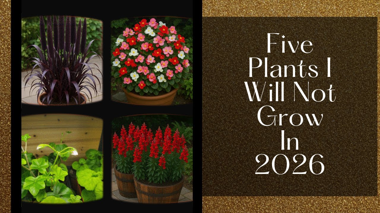 Five Plants I Won't Waste Time On In 2026
