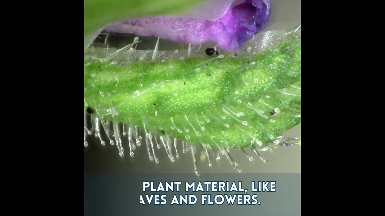 Inspecting Plant Trichomes with Dino-Lite