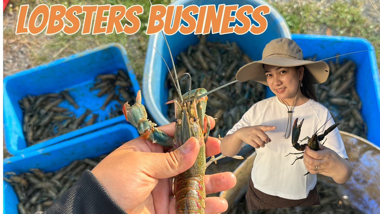 CRAYFISH FRESHWATER LOBSTER BUSINESS | CRAWFISH FARMING | SHIPPING TO CLIENTS